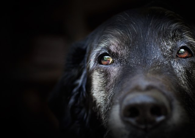 Pronaðeno štene staro 18.000 godina: "Ne zna se taèno kada su psi pripitomljeni" FOTO