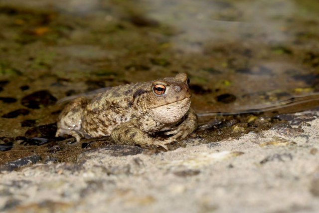 Razotkrivanje mitova: Da li žaba krastaèa zaista izaziva kraste?