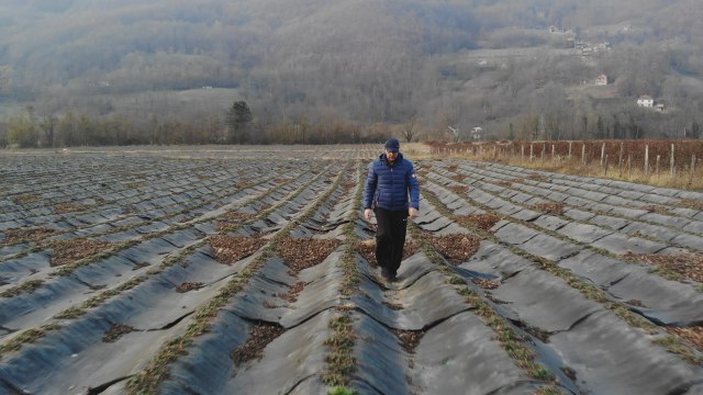 Najveæa plantaža organskih jagoda u Srbiji: Crveni plodovi stizali èak do Japana