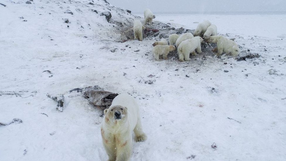 Rirkajpi: Selo na severu Rusije "preplavljeno&#x201c; belim medvedima
