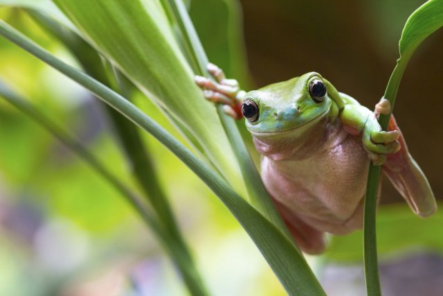Napravili "Žablji telefon": Telefoniraju žabama bilo kad i bilo gde FOTO