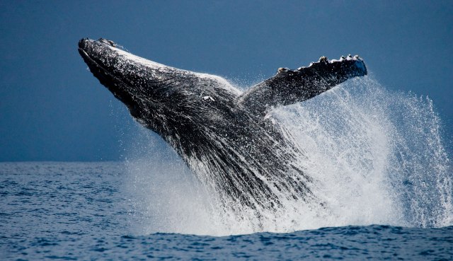 Naučnici prvi put izmerili brzinu otkucaja srca plavog kita kad zaroni