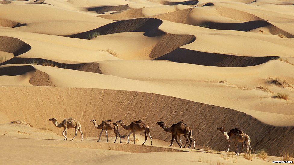 Evropska unija poklonila Mauritaniji 250 kamila 