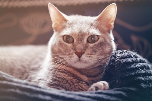 Razbijamo mitove: Mogu li mace dugo da budu same?