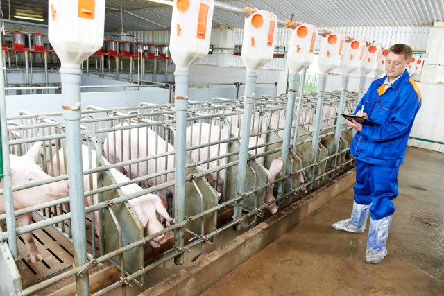 Ako se klasièna kuga svinja ne vrati, dogodine izvoz mesa u EU