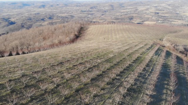 Najveći šljivik u Srbiji hrani 25 članova porodice: Markovići imaju imanje od čak 18 hektara