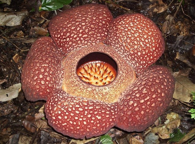"Cvet èudovište" pronaðen u divljini Indonezije: Nadimak koji su mu nadenuli odlièno ga opisuje