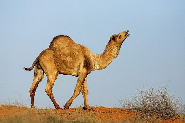 Planiraju ubijanje 10.000 kamila: "Zagaðuju važne izvore vode"