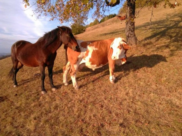 Najneobièniji ljubavni trougao: Konj Soko zaljubljen u kravu Šarku, kobila ljubomorna FOTO