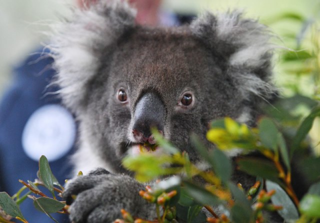 Èuvena modna kuæa pokrenula humanitarnu akciju za spasavanje koala