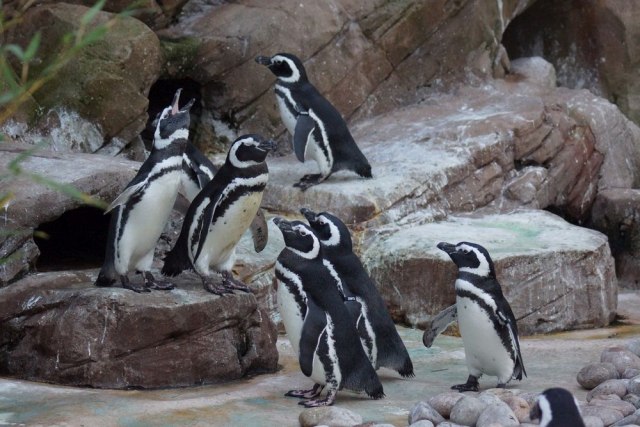 Zimogrožljivi su i ne vole zimu: Pingvini koji jedva èekaju proleæe VIDEO
