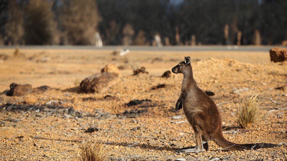Požari u Australiji: "Apokalipsa&#x201c; stigla na Ostrvo kengura