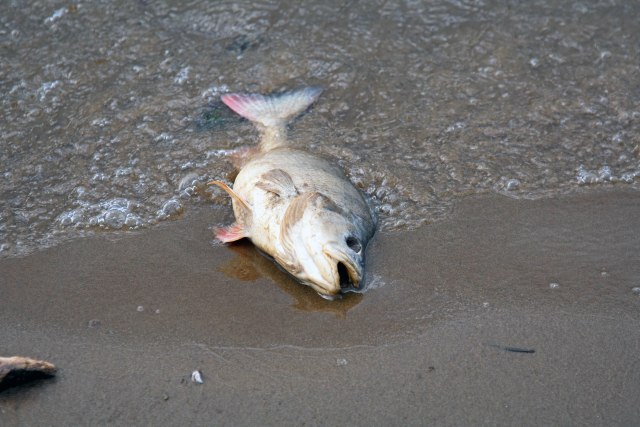 Pomor ribe u Marici i Čaji, zvaničnici bez informacija; 