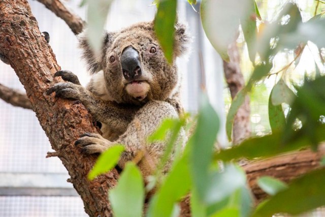 "Treba da se stidimo ovoga": Na desetine mrtvih koala u Australiji