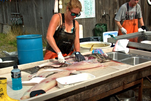 Industrija ribe na Aljasci: Sezonci rade 16 sati bez pauze, zarade i do 5.000 dolara