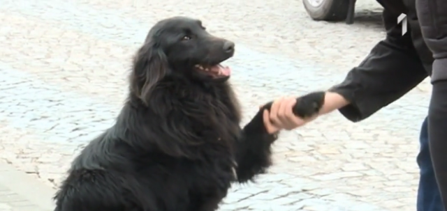 Beograđani uznemireni: Neko truje pse u našem kraju, samo jednog smo uspeli da spasemo VIDEO