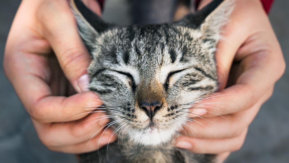 Mačke: Kako da bolje razumemo ove životinja i ono što žele da nam poruče