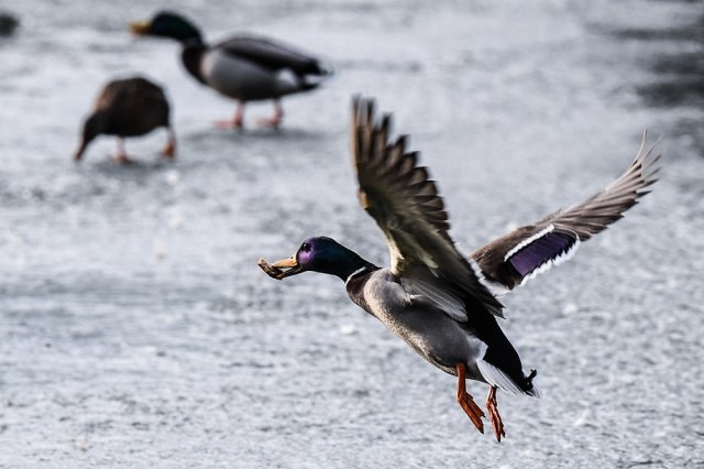 Zbog ptičjeg gripa biće ubijeno 5.380 patki