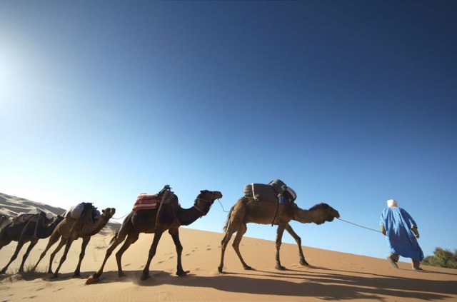 Evakuisano 3.000 kamila: Privremeno zatvoren put kako bi mogle da prođu