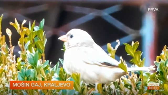 Jedan u milion: Prvi albino vrabac u Srbiji VIDEO