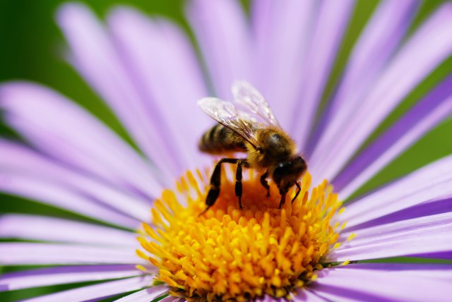 Ideju za biznis dobila nakon ujeda pčele: Danas je njen proizvod u radnjama širom sveta