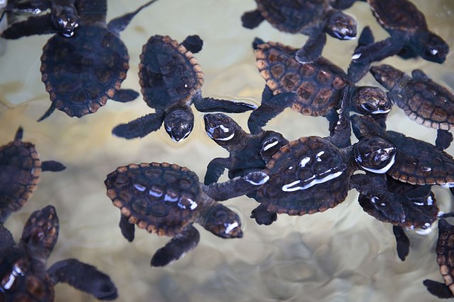 Tužan razlog zbog kog morske kornjaèe jedu plastiku
