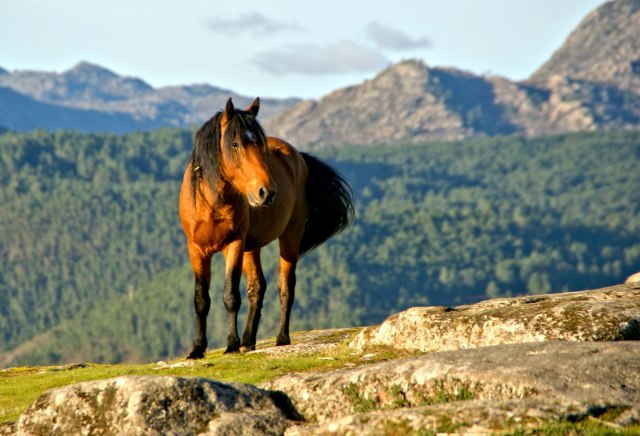 Kao u bajci: Nacionalni park u Portugalu u kojem slobodno šetaju divlji poniji