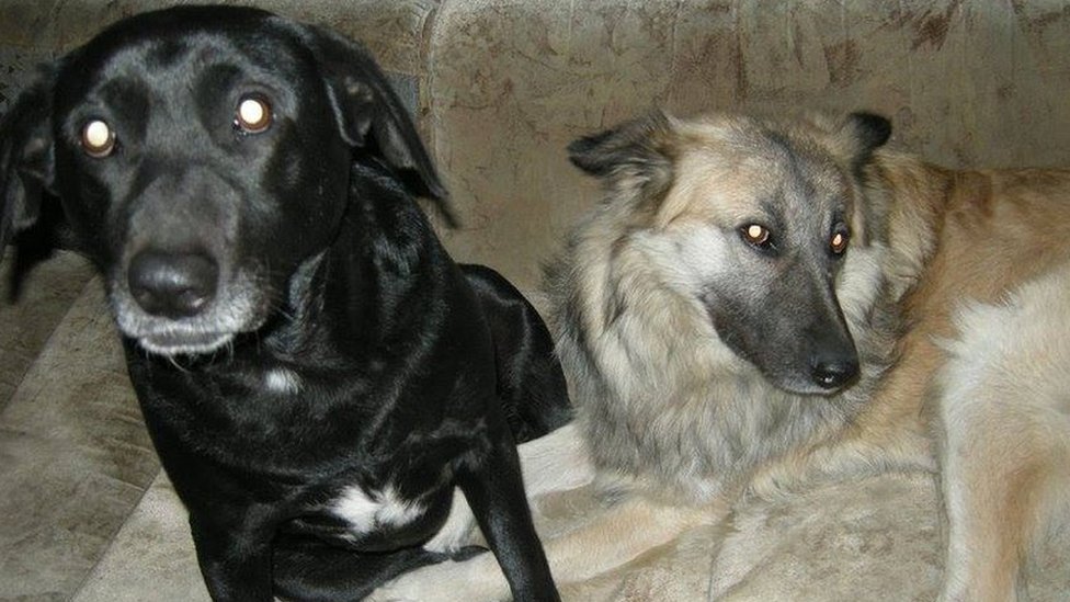 Korona virus u Srbiji: Kako dva ulièna psa žive pod vanrednim stanjem