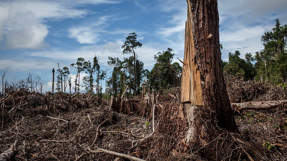 Palmino ulje: Može li svet da se odrekne ovog proizvoda da bi spasao prašume