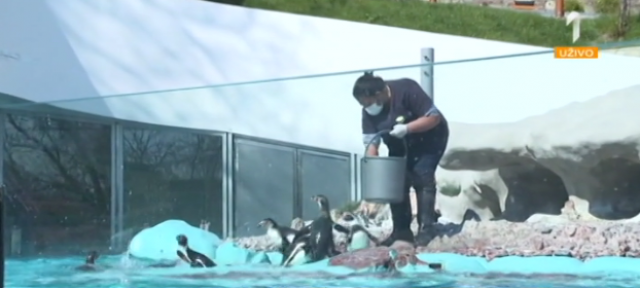 Beogradski zoo vrt: "Ovo je i za životinje neka vrsta odmora" VIDEO