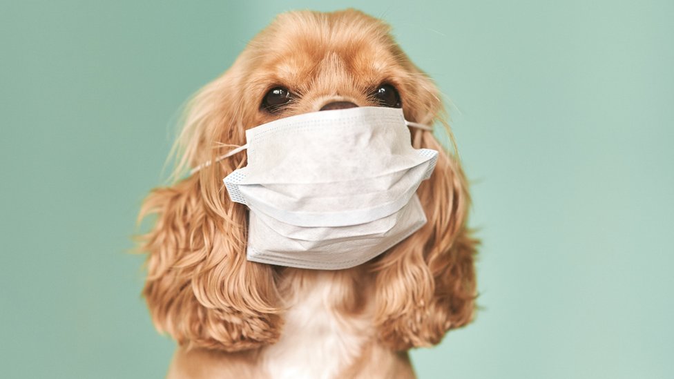 Šetnja pasa u doba korona virusa: "To nije hir, veæ fiziološka potreba&#x201c;