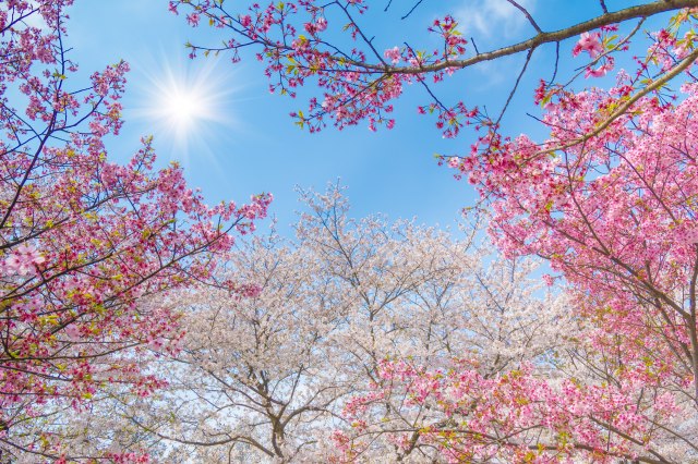 Probuðeni grad: Procvetale trešnje u Vuhanu VIDEO