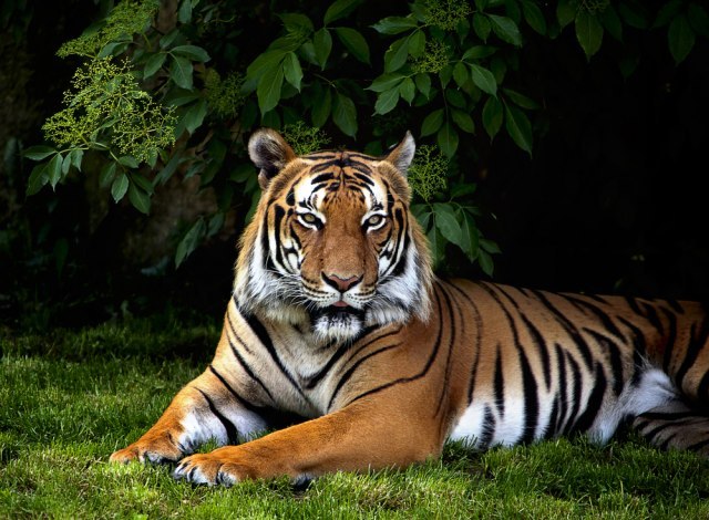 The first tiger in the world infected with a coronavirus