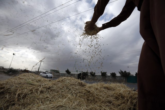 Svetske organizacije u strahu: Rusija znatno smanjuje izvoz žitarica