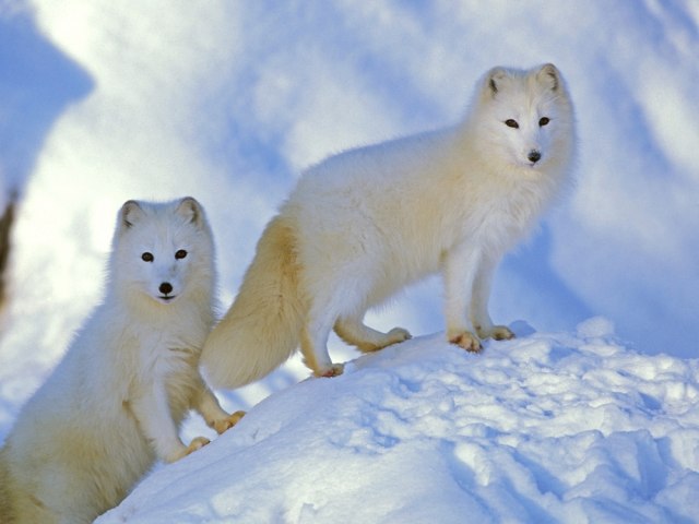 Otvara se prvi zoološki vrt na Arktiku: "Efikasno æemo koristiti prirodni pejzaž"