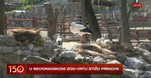 Ništa ne može da zaustavi ljubav: Stižu prinove u Beogradskom zoološkom vrtu VIDEO