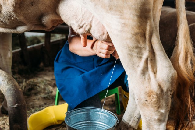Bačene hiljade litara mleka: Kriza prisiljava farmere na radikalne poteze