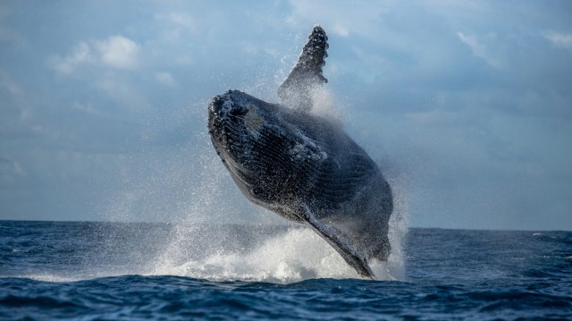 Snimili kitove u Jadranskom moru: Pogledajte predivan prizor VIDEO
