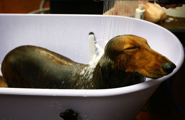 Ako se vaš pas buni kada ga kupate, verovatno pravite ove greške