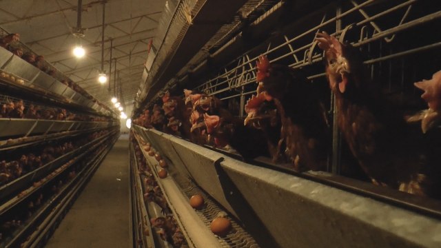 Selo u kom živi 100.000 koka nosilja: Iz farme u Paštriæima dnevno izaðe 60.000 jaja