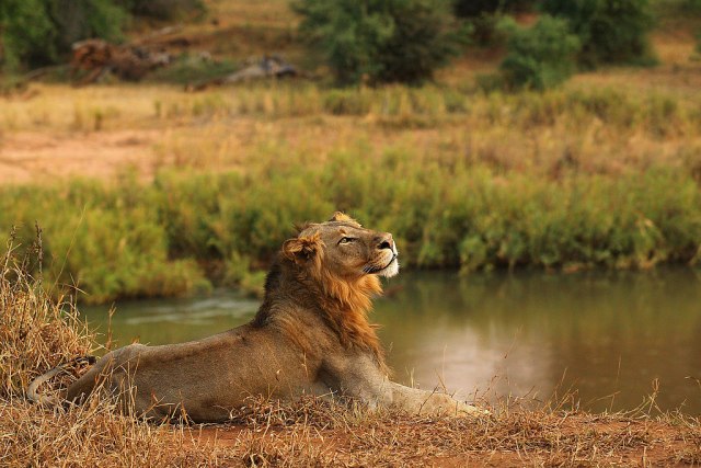 Krvavi turizam: Uzgaja lavove za lov i pozira sa njihovim leševima
