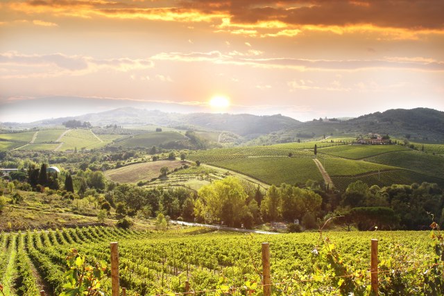 Proizvodnja vina propada zbog korone: Italija očekuje veliki pad tražnje