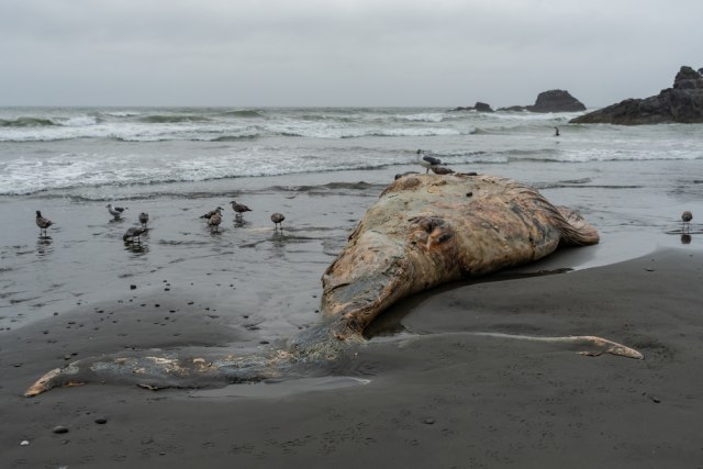 More izbacilo telo mrtvog kita na obalu kod Eseksa