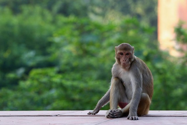 Majmuni oteli uzorke krvi zaraženih koronavirusom i pobegli, meštani u strahu VIDEO