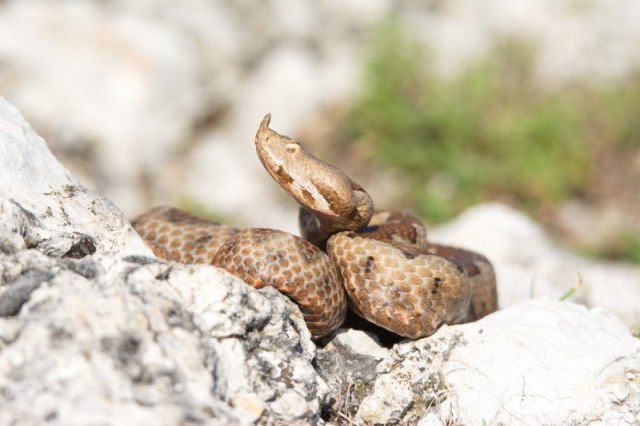 Ovo su zmije koje žive na Tari: Naoružajte se znanjem pre nego što krenete u avanturu