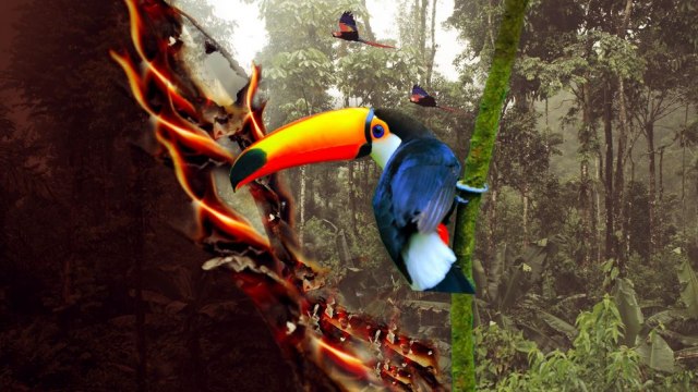 Amazonija u opasnosti: Požari, seča šuma i korona virus