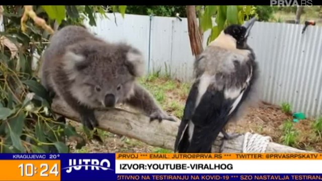 Neobièan susret bebe koale i svrake kao iz basne VIDEO