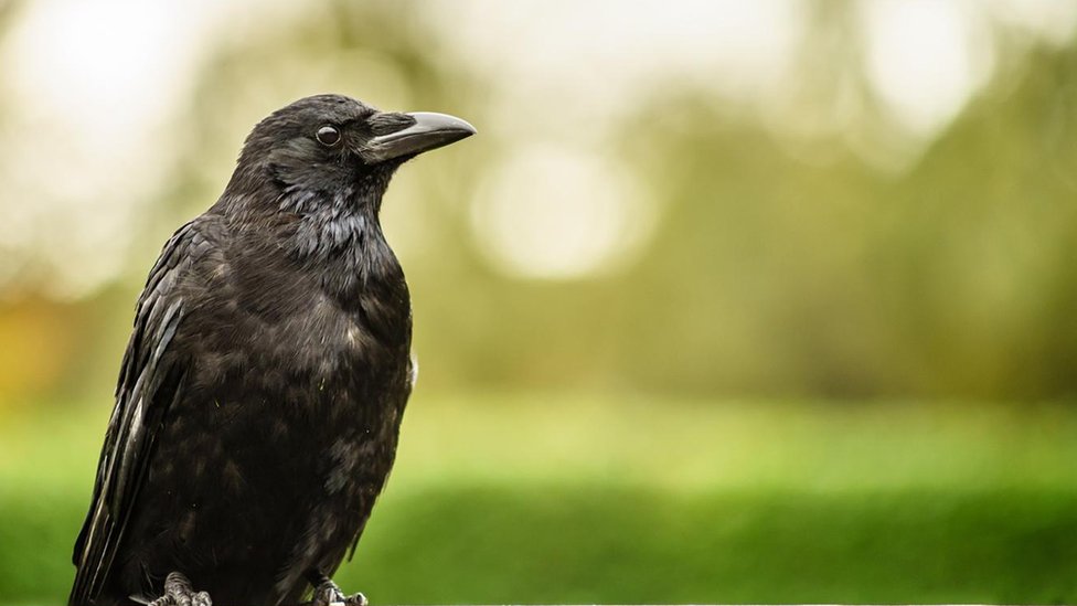 Ptice i ljudi: Šta da radite ako vas napadnu vrane