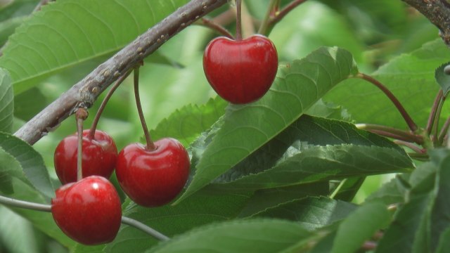 Skoro sve srpske trešnje na domaæem tržištu: Cena zadovoljavajuæa, voæare brine jedno