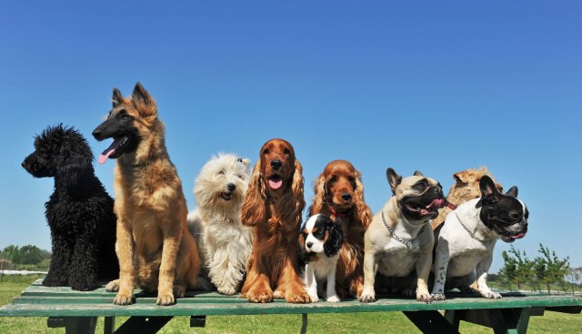Ovi psi imaju veliki rizik da dobiju sunčanicu
